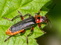 Cantharis rustica
